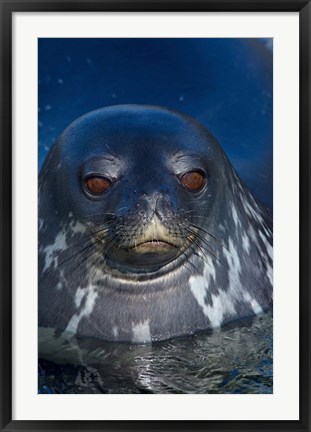 Framed Close up of Weddell seal, Western Antarctic Peninsula Print