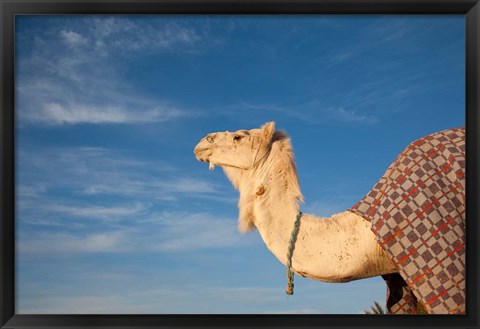 Framed Camel, Tunisia Print