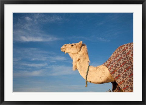 Framed Camel, Tunisia Print