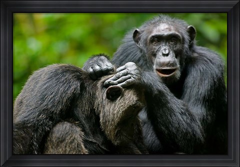Framed Uganda, Kibale Forest Reserve, Chimpanzee, primate Print