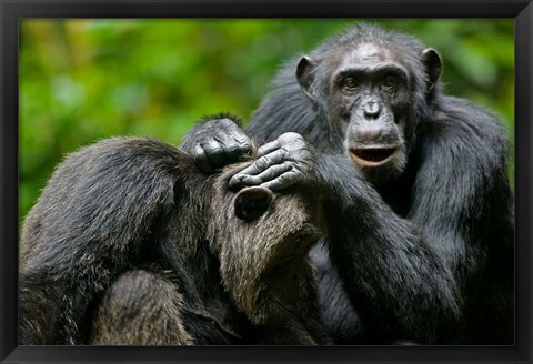 Framed Uganda, Kibale Forest Reserve, Chimpanzee, primate Print