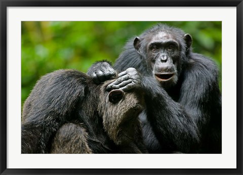 Framed Uganda, Kibale Forest Reserve, Chimpanzee, primate Print