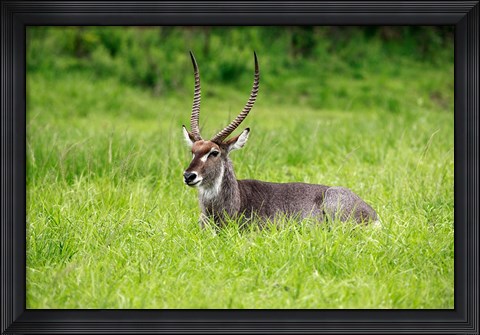 Framed Waterbuck wildlife, Hluhulwe Game Reserve, South Africa Print