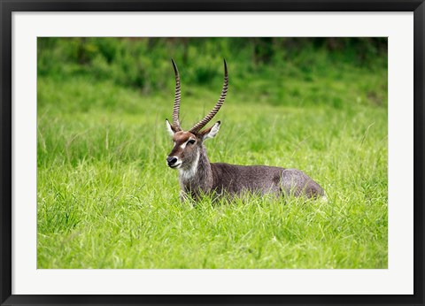 Framed Waterbuck wildlife, Hluhulwe Game Reserve, South Africa Print