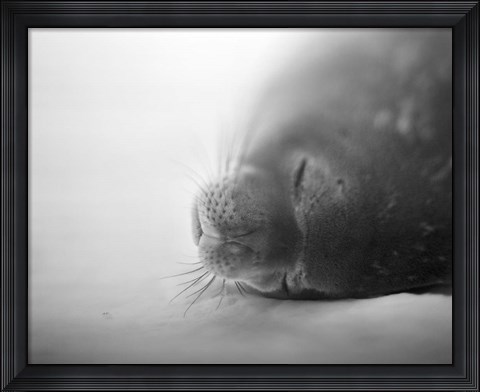 Framed Weddell Seal resting in snow on Deception Island, Antarctica Print