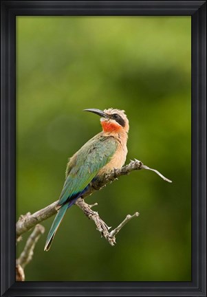 Framed Whitefronted Bee-eater tropical bird, South Africa Print