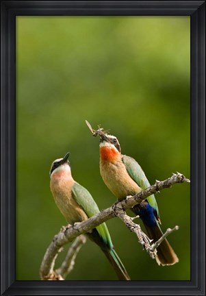 Framed Pair of Whitefronted Bee-eater tropical birds, South Africa Print