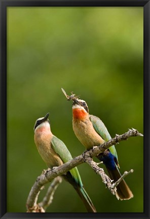 Framed Pair of Whitefronted Bee-eater tropical birds, South Africa Print