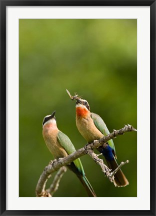 Framed Pair of Whitefronted Bee-eater tropical birds, South Africa Print