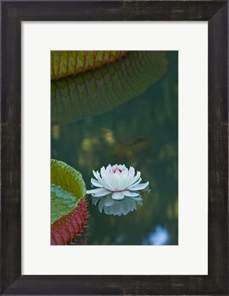 Framed Water lily flowers, Mauritius Print
