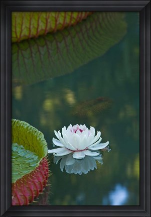 Framed Water lily flowers, Mauritius Print