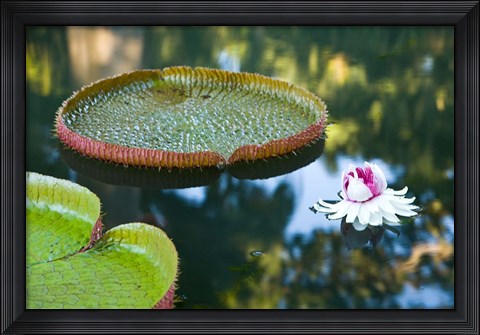 Framed Victoria amazonica water lily flower, Mauritius Print
