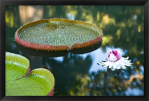 Framed Victoria amazonica water lily flower, Mauritius Print