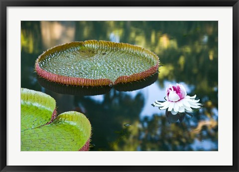 Framed Victoria amazonica water lily flower, Mauritius Print