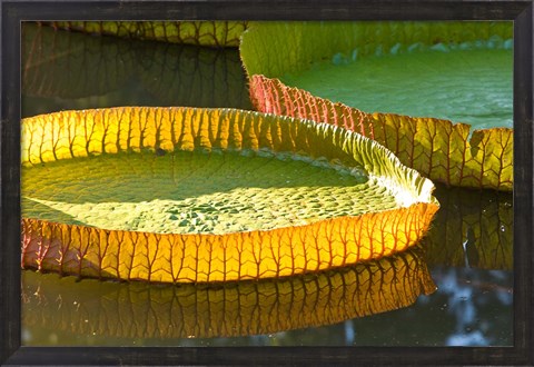 Framed Victoria amazonica water lily leaf, Mauritius Print