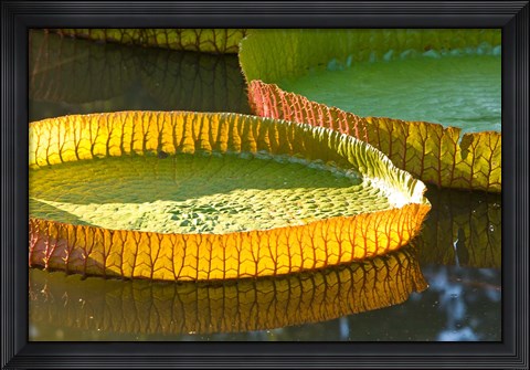 Framed Victoria amazonica water lily leaf, Mauritius Print