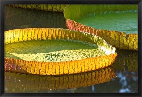 Framed Victoria amazonica water lily leaf, Mauritius Print