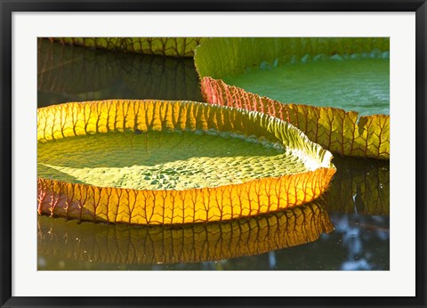 Framed Victoria amazonica water lily leaf, Mauritius Print