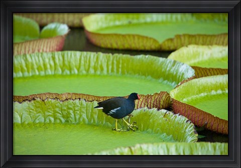 Framed Bird on a water lily leaf, Mauritius Print