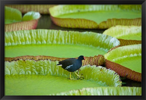 Framed Bird on a water lily leaf, Mauritius Print