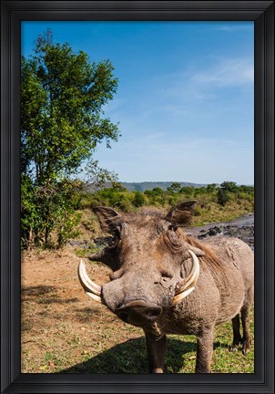 Framed Warthog, Maasai Mara National Reserve, Kenya Print