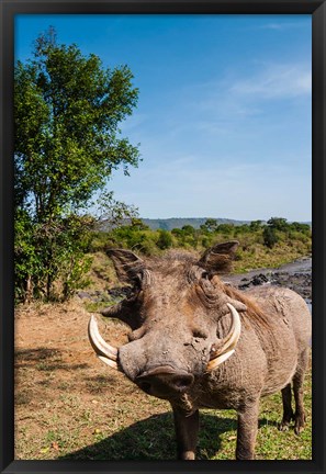 Framed Warthog, Maasai Mara National Reserve, Kenya Print