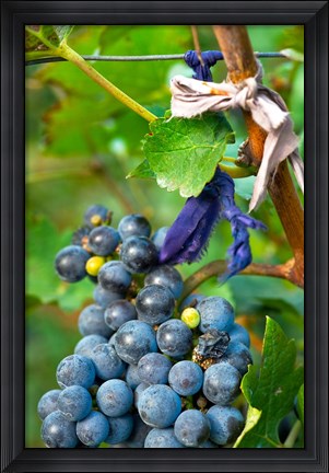 Framed Vineyard operated by Dynasty winery near Jixian, Tianjin province, China Print