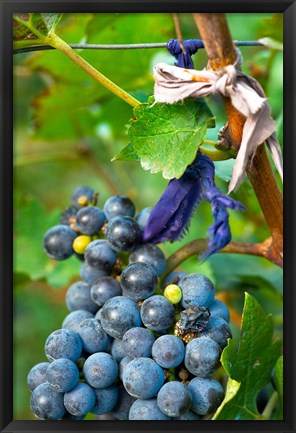 Framed Vineyard operated by Dynasty winery near Jixian, Tianjin province, China Print