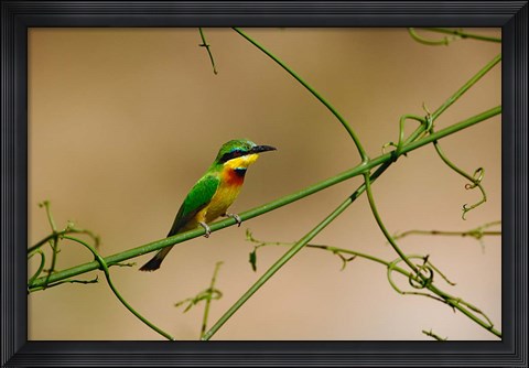 Framed Tropical Bird, Little Bee Eater, Masai Mara GR, Kenya Print