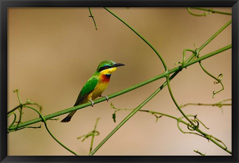 Framed Tropical Bird, Little Bee Eater, Masai Mara GR, Kenya Print