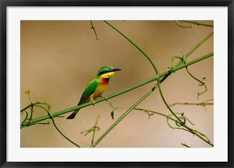 Framed Tropical Bird, Little Bee Eater, Masai Mara GR, Kenya Print