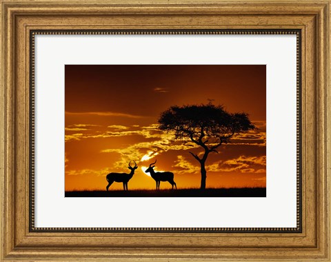 Framed Umbrella Thorn Acacia and Impala, Masai Mara Game Reserve, Kenya Print