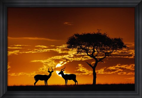 Framed Umbrella Thorn Acacia and Impala, Masai Mara Game Reserve, Kenya Print