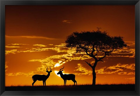 Framed Umbrella Thorn Acacia and Impala, Masai Mara Game Reserve, Kenya Print