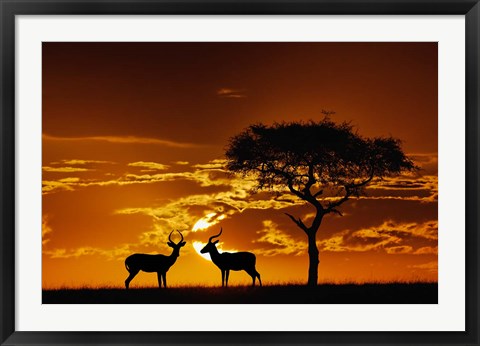 Framed Umbrella Thorn Acacia and Impala, Masai Mara Game Reserve, Kenya Print