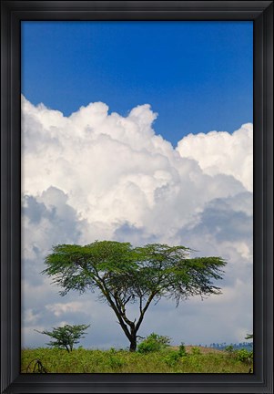 Framed Umbrella Thorn Acacia, Lake Nakuru National Park, Kenya Print