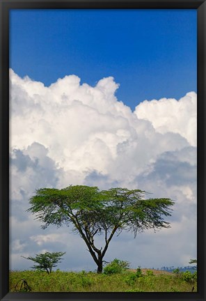 Framed Umbrella Thorn Acacia, Lake Nakuru National Park, Kenya Print