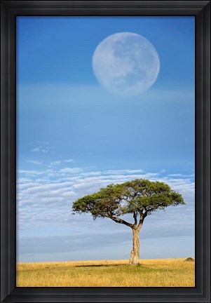 Framed Umbrella Thorn Acacia, Kenya Print