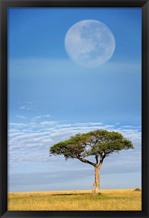Framed Umbrella Thorn Acacia, Kenya Print
