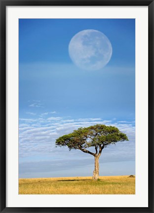 Framed Umbrella Thorn Acacia, Kenya Print