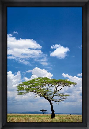 Framed Umbrella Thorn Acacia, Serengeti National Park, Tanzania Print