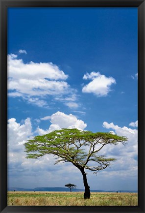 Framed Umbrella Thorn Acacia, Serengeti National Park, Tanzania Print