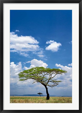 Framed Umbrella Thorn Acacia, Serengeti National Park, Tanzania Print