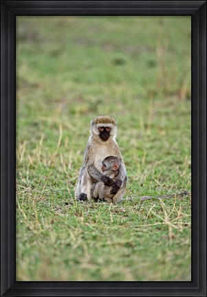 Framed Vervet monkey, Serengeti National Park, Tanzania Print