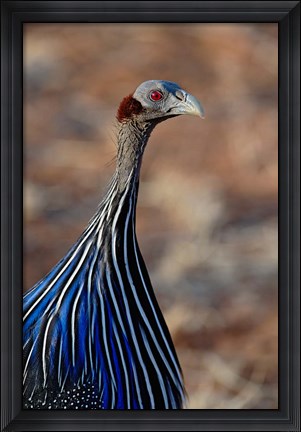 Framed Vulturine Guinea fowl, Samburu Game Reserve, Kenya Print