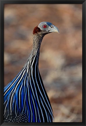 Framed Vulturine Guinea fowl, Samburu Game Reserve, Kenya Print