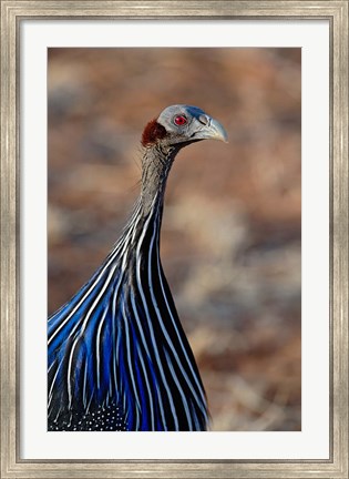 Framed Vulturine Guinea fowl, Samburu Game Reserve, Kenya Print