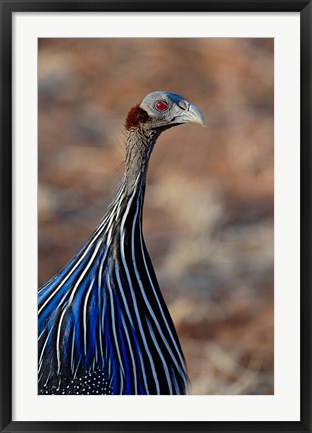 Framed Vulturine Guinea fowl, Samburu Game Reserve, Kenya Print