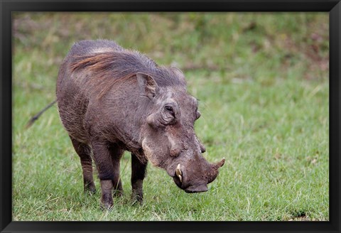 Framed Warthog wildlife, Maasai Mara, Kenya Print