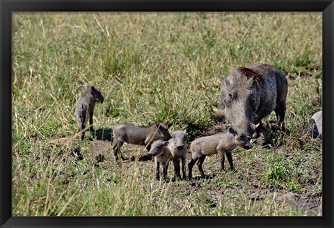 Framed Warthog with babies, Masai Mara Game Reserve, Kenya Print